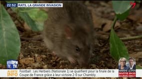 Rats, la grande invasion