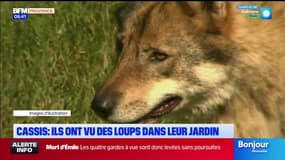 "Ça fait un peu peur": une meute de loups aperçue dans les hauteurs de Cassis