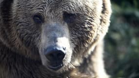 Les attaques d'ours sont croissantes au Japon en raison du réchauffement climatique (image d'illustration).