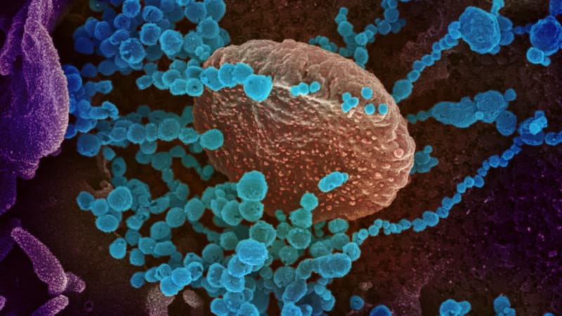 Le coronavirus au microscope 