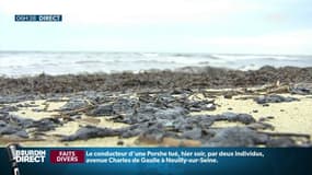 Résidus d'hydrocarbures dans le Golfe de Saint-Tropez: "C'est une tragédie"