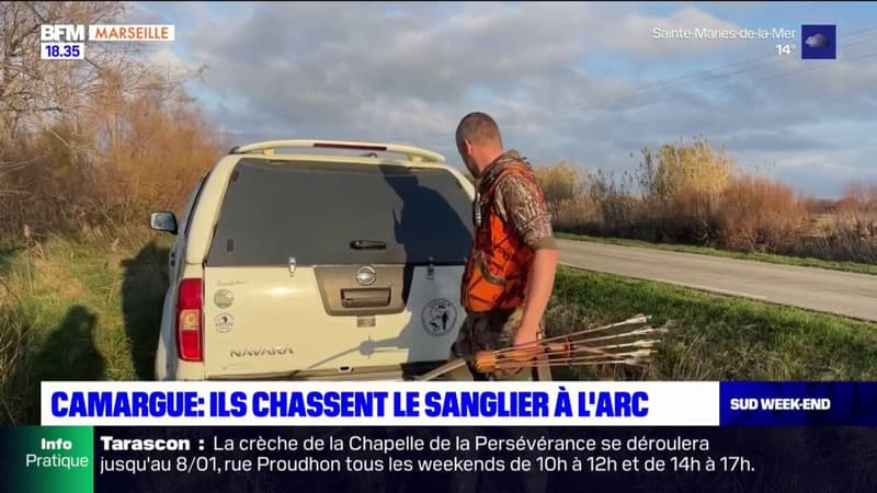 Camargue: une chasse de sanglier à l'arc