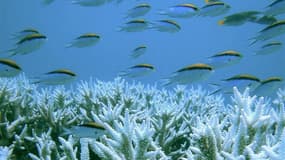 La grande barrière de corail, au large de l'Etat de Queensland dans le nord-est de l'Australie, est menacée à très court terme par la dégradation de l'environnement et pourrait être inscrite par l'Unesco sur la liste des sites du patrimoine "en danger", s