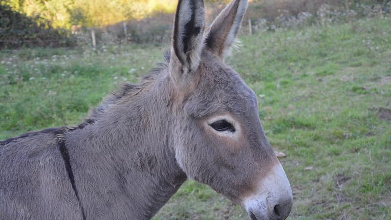 L'âne Chouchou s'est échappé de son enclos lundi 28 mai.