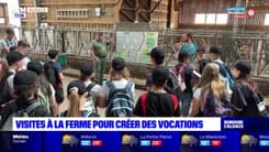 Alsace: des visites à la ferme pour susciter des vocations