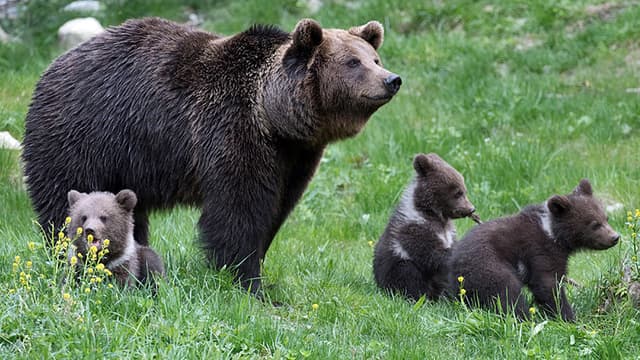 Luna et ses trois oursons, au parc animalier d'Aran dans les Pyrénées espagnoles.