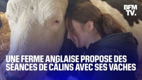 Royaume-Uni: une ferme propose des séances de câlins avec ses vaches 