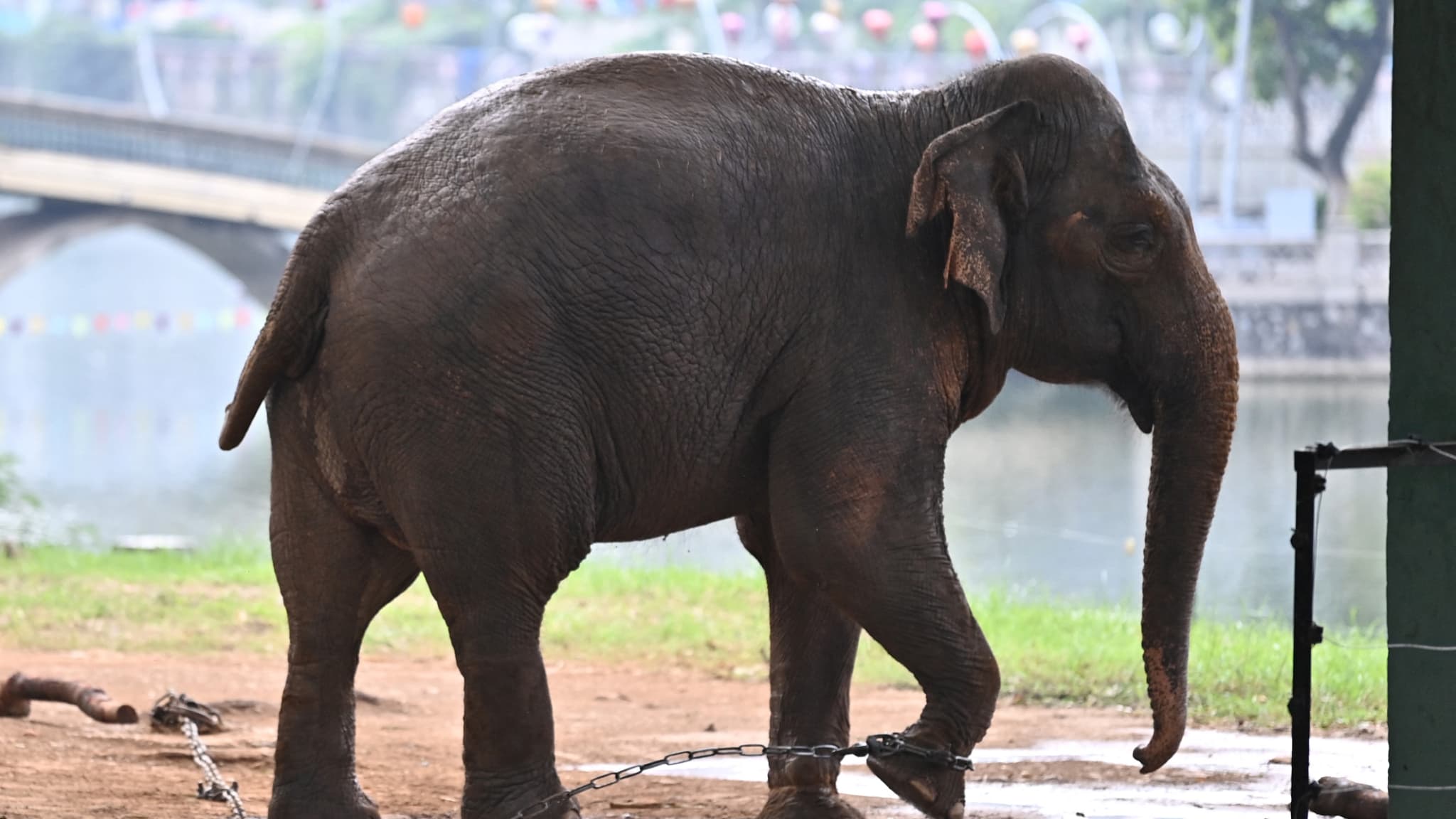 Deux éléphantes enchaînées dans un zoo émeuvent le Vietnam
