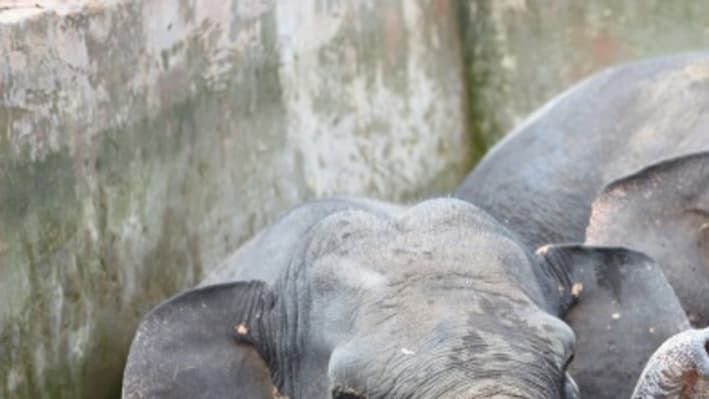 Les trois éléphants coincés dans le bassin rempli d'eau.