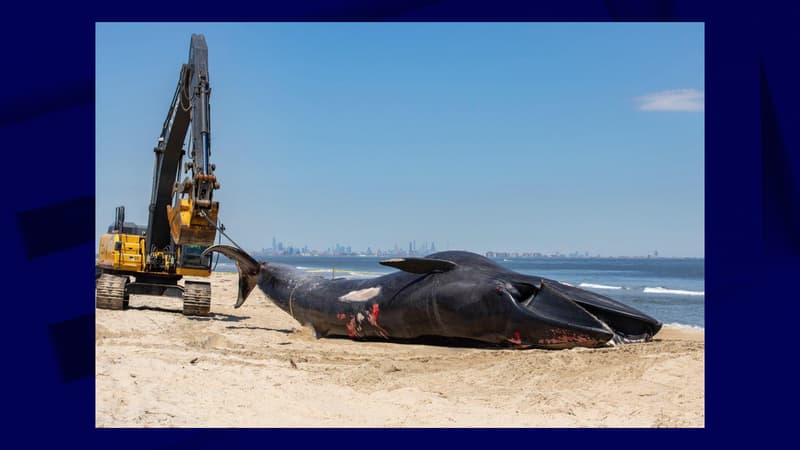 États-Unis: une baleine en voie d'extinction retrouvé morte sur la proue d'un bateau de croisière