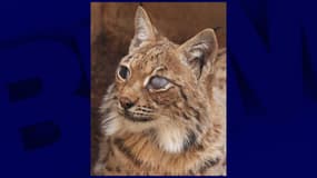 Photo d'une jeune femelle lynx aveugle accueillie par l'association Tonga Terre d'Accueil, à Saint-Martin-la-Plaine, en avril 2025
