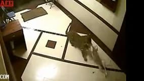 Capture vidéo du félin filmé en train de s'attaquer à un chien.