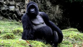 Le gorille des montagnes fait partie des animaux les plus menacés. L'action de l'homme a entraîné la disparition, en 40 ans, de plus de la moitié des animaux sauvages de la planète, selon un rapport de WWF.