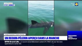 Boulogne-sur-Mer: un requin-pèlerin aperçu au large des côtes