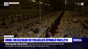 Orne: un élevage de volailles épinglé par l'association L214