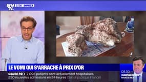 L'ambre gris: le vomi de cachalot qui s'arrache à prix d'or