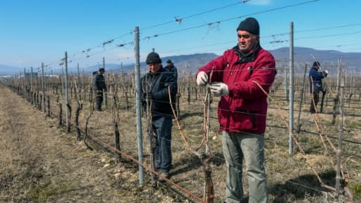 Des ouvriers agricoles travaillent dans un vignoble à Saguramo, le 11 mars 2019 en Géorgie