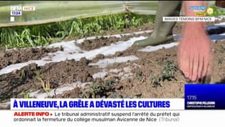 Grêle dans les Alpes-Maritimes: les agriculteurs constatent les dégâts