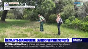 Alpes-Maritimes: la biodiversité scrutée sur l'Île Sainte-Marguerite