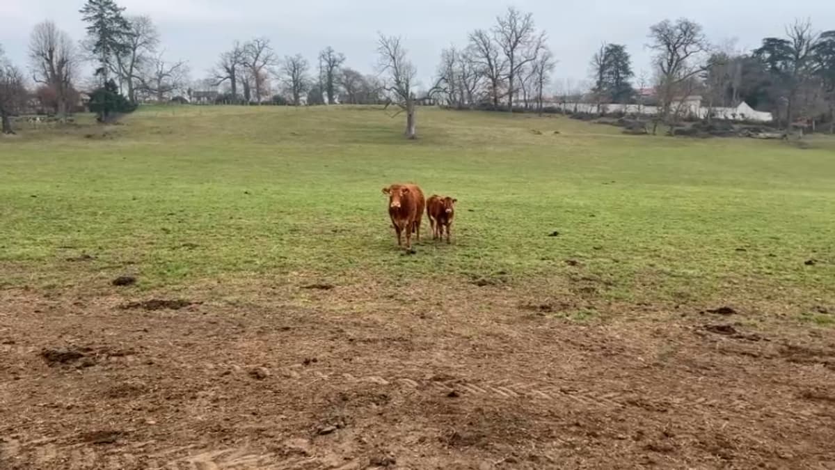 placeholder video