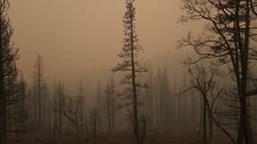 Vue d'un bois californien après le passage du Caldor Fire. 
