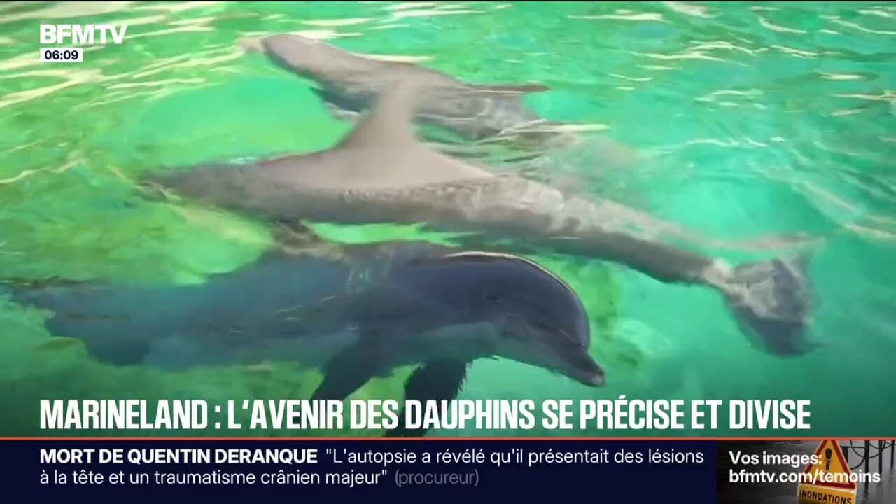 Marineland: les dauphins d'Antibes iront au ZooParc de Beauval, le sort ...