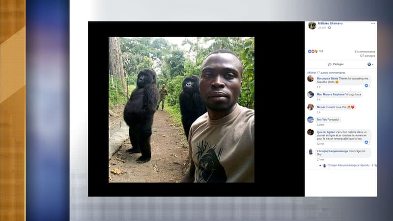 Le ranger Mathieu Shamavu avec deux gorilles du parc national des Virunga, en République démocratique du Congo. 