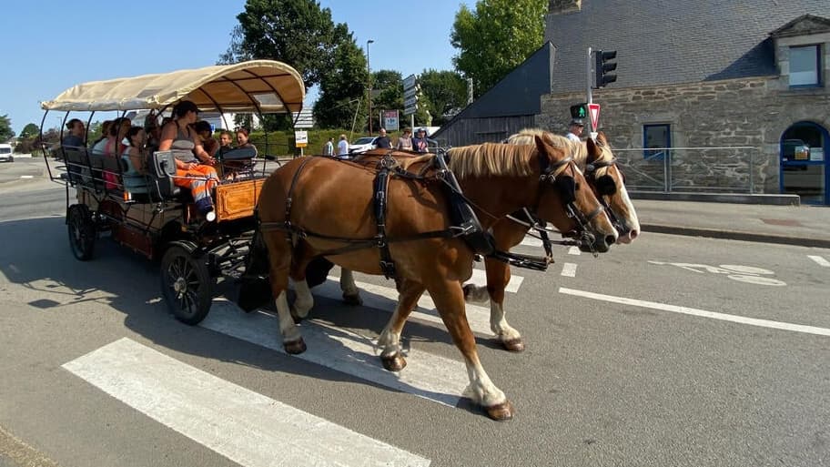End Horse Use for Animal Welfare - News Directory 3