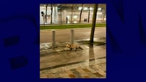 Le renard a été aperçu dans le quartier de Balard, à Paris, tôt ce lundi matin.