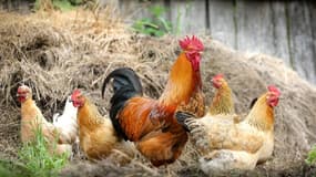 Des poules peuvent être à l'origine d'un trouble anormal de voisinage
