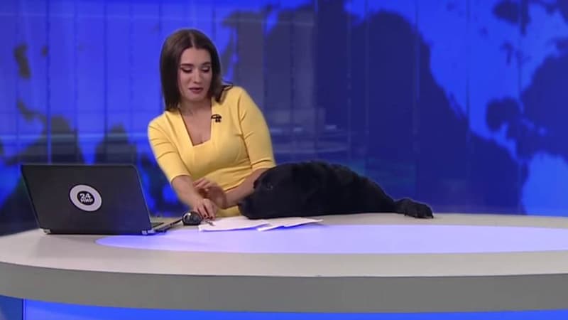 Une présentatrice interrompue par un chien en plein direct