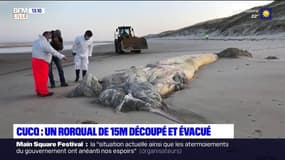 Touquet: un rorqual de 15 mètres de long qui s'était échoué, évacué de la plage