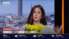 Mimosas: la saison est lancée, nos conseils pour le cultiver soi-même