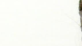 L'actrice américaine Shailene Woodley, arrêtée par la police dans le Dakota du Nord.