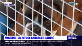 Mougins: un refuge animalier saturé