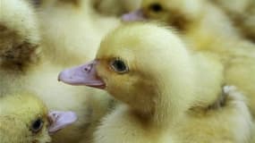 Menacé de faillite et de perdre son emploi, le personnel d'un gros élevage de poulets en batterie russe a noyé cette semaine des centaines de milliers de poussins dans des poubelles remplies d'eau glacée. /Photo d'archives/REUTERS/Noel Kokou Tadegnon