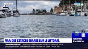 Sanary-sur-Mer: quelles chances de survie pour le dauphin perdu dans le port?