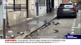 Paris: l'enfer des voisins de "Madame pigeon"