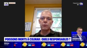 Colmar: des poissons retrouvés morts, qui sont les responsables?