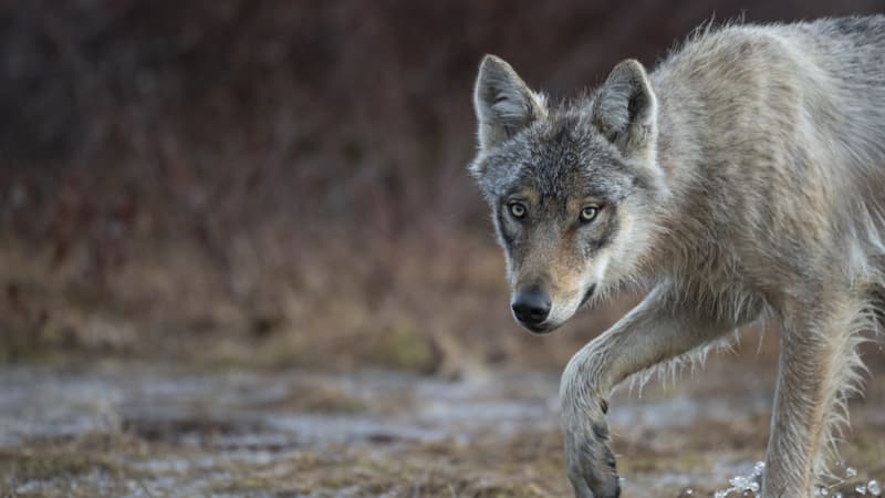 Le loup rétrogradé d'espèce 