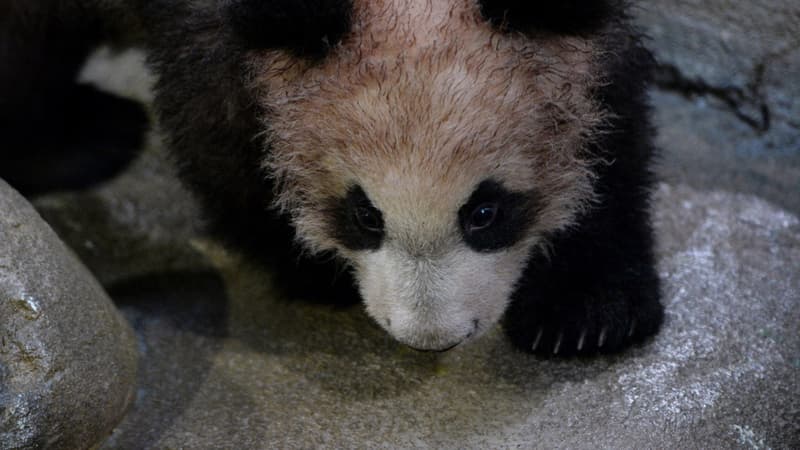Yuan Meng, le panda de Beauval. 