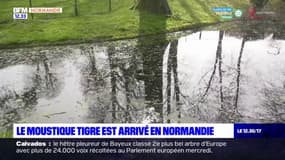 Le moustique tigre est arrivé en Normandie