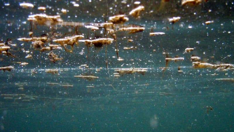 Les autorités alertent sur l'Ostreopsis, une microalgue toxique qui prolifère sur les plages basques