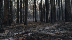 Photo d'archive des restes de l'incendie à Tenerife (Espagne) en août 2023.