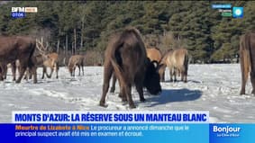 La Réserve des Monts d'Azur sous un manteau blanc