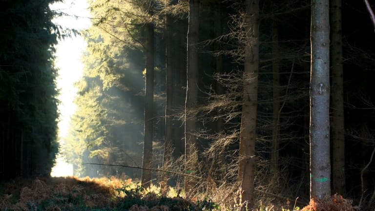 Un corps calciné a été retrouvé dans une forêt des Yvelines le 1er septembre 2017 (image d'illustration)