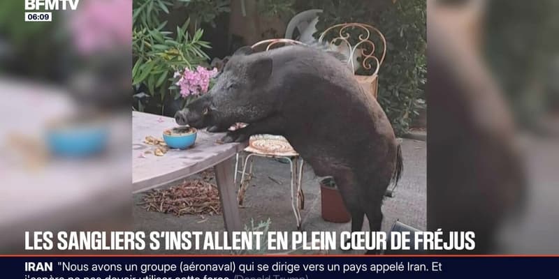 Des sangliers installés en plein cœur de Fréjus 