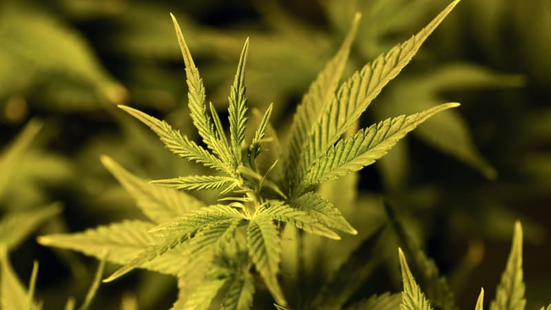 Une feuille de cannabis