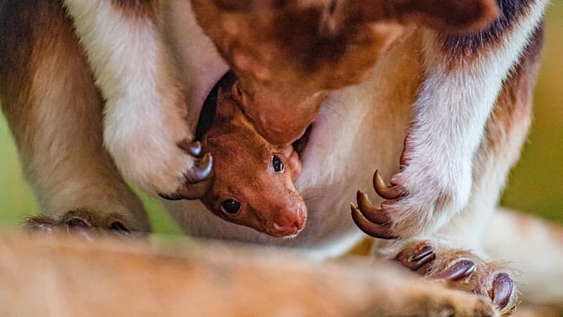 Les soigneurs d'un zoo britannique ont pu observer la première sortie de la poche de sa mère d'un spécimen d'une espèce rare de kangourou arboricole.
