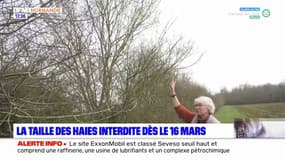 Calvados: la taille des haies par les agriculteurs interdite à partir du 16 mars